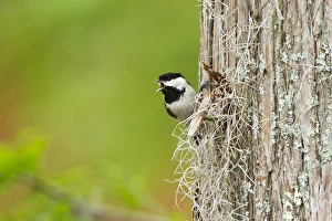 Territory Prints: Carolina Chickadee (Poecile carolinensis) adult male singing on territory, May