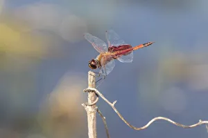 Images Dated 3rd March 2022: Carolina Saddlebags male