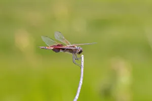 Images Dated 3rd March 2022: Carolina Saddlebags male