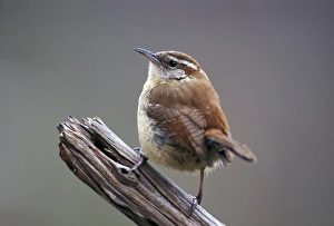Images Dated 26th June 2007: Carolina Wren
