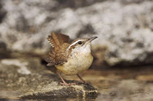 Images Dated 15th April 2006: Carolina Wren, Thryothorus ludovicianus, adult bathing, Uvalde County, Hill Country