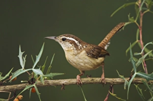 Carolina Wren, Thryothorus ludovicianus