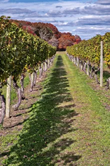 Images Dated 2022: Carolyns Sakonnet Vineyard, Little Compton, Rhode Island, USA