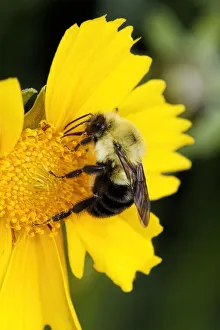 Prints of Carpenter Bee collecting nectar, Kentucky Images Dated 2018 June: Carpenter Bee collecting nectar, Kentucky