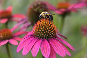 Pollinator Prints: Carpenter bee on purple coneflower