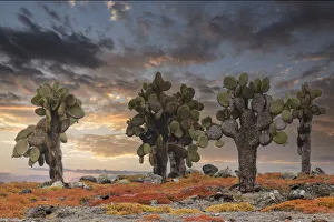 Cacti Prints: Carpet weed along with Opuntia prickly pear cactus at sunset