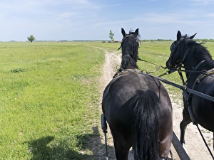 Hajdu Bihar Prints: Carriage ride in the Puszta, Hortobagy National Park. Europe, Eastern Europe, Hungary