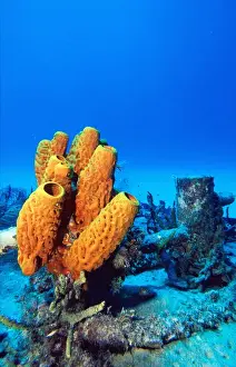Cluster Prints: Carribbean, Cayman Islands, Yellow tube sponges on the Cayman Mariner