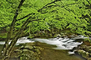 Images Dated 30th April 2005: Cascade in the Middle Prong of the Little Pigeon River, Great Smoky Mountains National Park