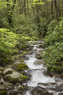 Verdant Prints: Cascading mountain stream, Great Smoky Mountains National Park, Tennessee, North Carolina