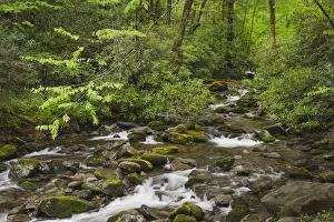 Cascading mountain stream, Great Smoky Mountains National Park, Tennessee, North Carolina