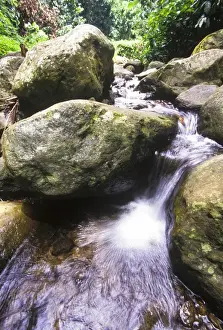 St Kitts Prints: Cascading stream in rainforest near Mount Liamuiga (3, 792ft), St Kitts, Caribbean