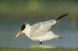 Tern Prints: Caspian Tern, Sterna caspia, immature preening, Welder Wildlife Refuge, Sinton, Texas
