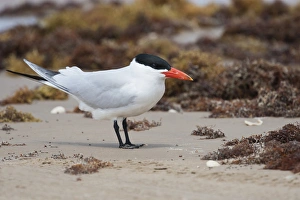 Mating Prints: Caspian Tern (Sterna caspia) resting on Gulf of Mexico beach