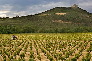 Images Dated 7th May 2006: Castle towers over tractor working vineyards along the San Vicente to Banos de Ebro