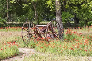 Poppy Prints: Castroville, Texas, USA. (Editorial Use Only) Rusted antique farm equipment in a field of