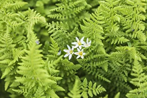 Castroville Prints: Castroville, Texas, USA. Ferns in the Texas Hill Country