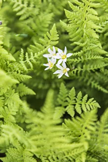 Images Dated 17th June 2021: Castroville, Texas, USA. Ferns in the Texas Hill Country