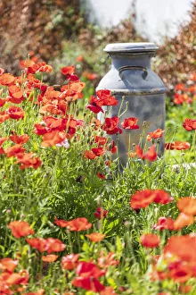 Poppy Prints: Castroville, Texas, USA. Old milk jug in poppies in the Texas Hill Country