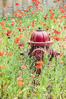 Poppy Prints: Castroville, Texas, USA. Poppies and fire hydrant in the Texas Hill Country