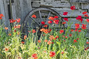 Poppy Prints: Castroville, Texas, USA. Poppies and historic buildings in the Texas Hill Country