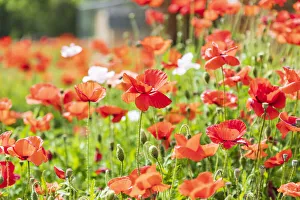 Poppy Prints: Castroville, Texas, USA. Wild poppies in the Texas Hill Country