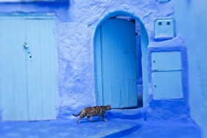 Images Dated 13th March 2011: Cat in doorway, Chefchaouen, Morocco