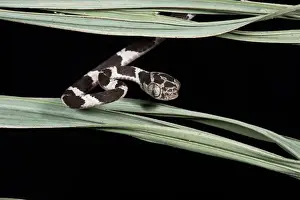 Images Dated 1st November 2011: Cat-eyed Snake or Blunthead Tree Snake (Imantodes cenchoa) Juvenile, Yasuni National Park