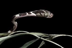 Fern Prints: Cat-eyed Snake or Blunthead Tree Snake (Imantodes cenchoa) Juvenile, Yasuni National Park