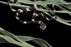 Images Dated 1st November 2011: Cat-eyed Snake or Blunthead Tree Snake (Imantodes cenchoa) Juvenile, Yasuni National Park