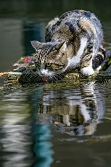 Cute Prints: Cat licking water
