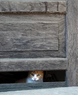 Watching Prints: Cat looking through missing panel in the door