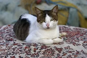 Images Dated 24th September 2005: Cat in Marina of Kusadasi along the Aegean Sea, Turkey
