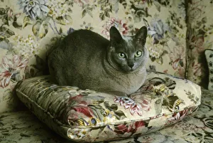 Relaxed Prints: Cat, Minnie, Tonkinese
