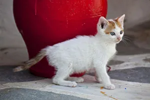 Images Dated 25th May 2010: Cat, Mykonos, Greece