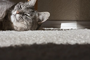 Lazy Prints: Cat Posing