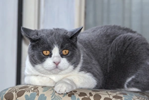 Caring Prints: Cat posing