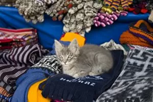 Cat on scarves at market, Huaraz, Peru