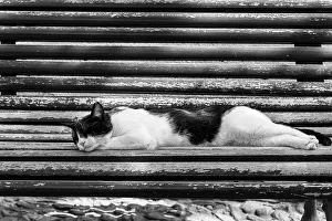 Buenos Aires Prints: Cat sleeping on bench