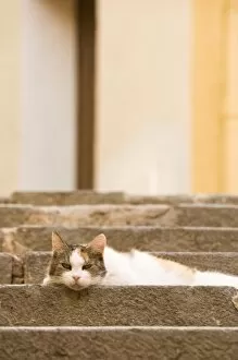 Cat on steps in colorful street area of Villefranche. Near Nice in the South of France