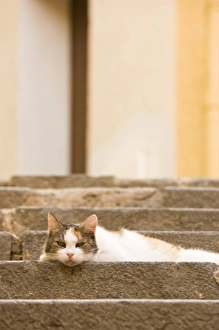 Images Dated 30th October 2006: Cat on steps in colorful street area of Villefranche. Near Nice in the South of France