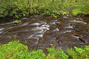 North Carolina Prints: Cataloochee Creek in spring, Cataloochee Valley