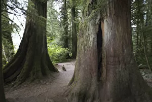 Images Dated 10th September 2006: Cathedral Grove in MacMillan Provincial Park, British Columbia, Canada, September 10