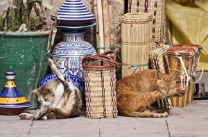 Essaouira Prints: Cats, Essaouira, Morocco