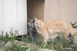 Exploration Prints: Two Cats watching