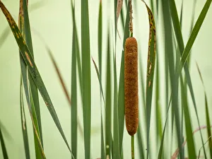 Cattail Prints: Cattail, Lebanon Hills Park, Central Minnesota