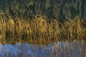 White Fish Prints: Cattail Reeds in days last light with tamarack reflection on Spencer Lake near Whitefish