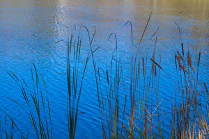 Cattails at edge of lake