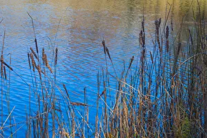 Reed Prints: Cattails at edge of lake