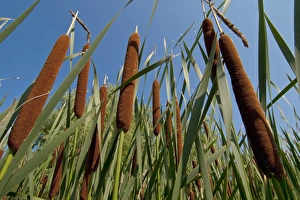 Low Angle View Prints: Cattails in marsh, Shakopee, Minnesota